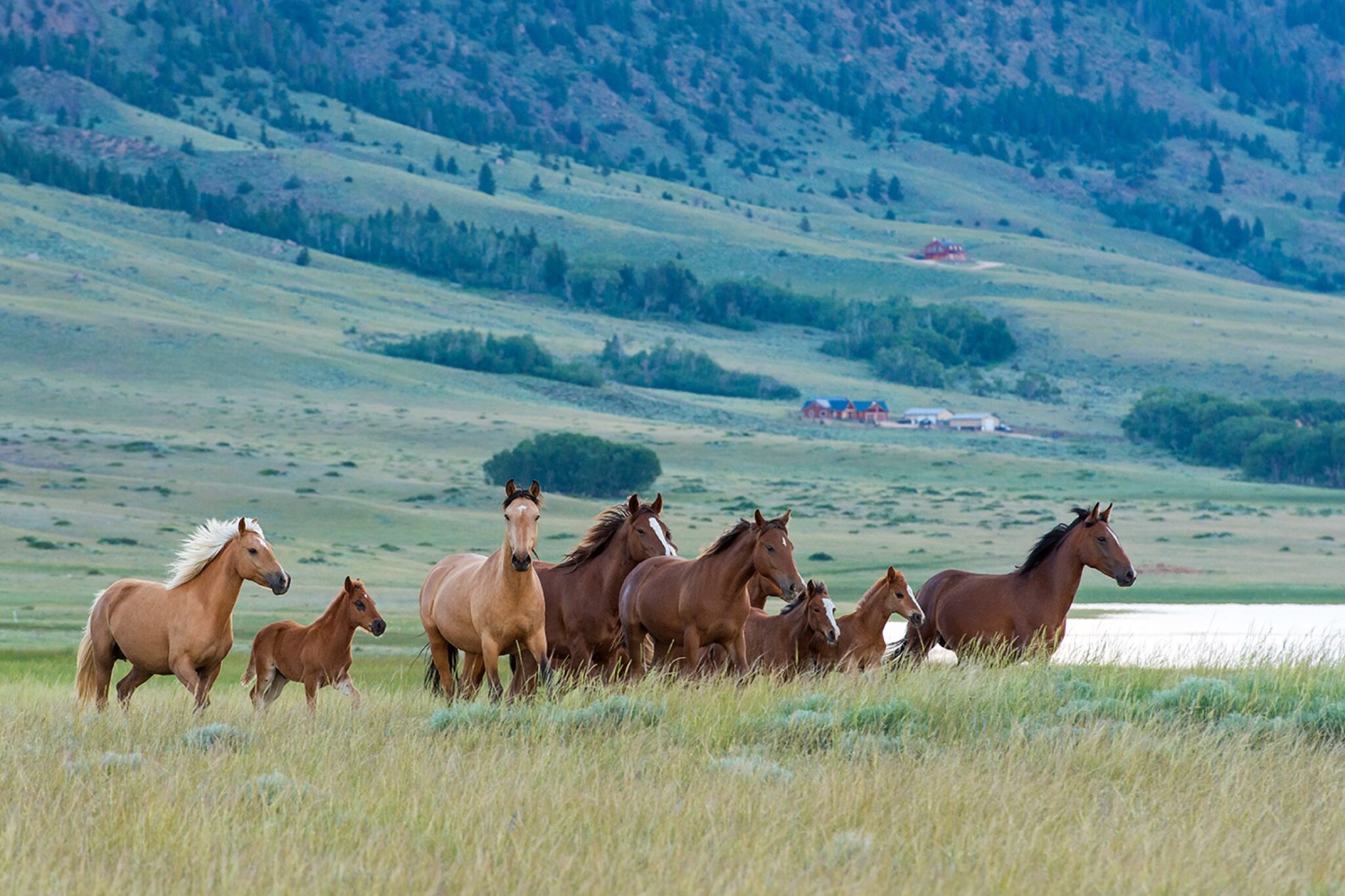 A group of wild horses running near mountains