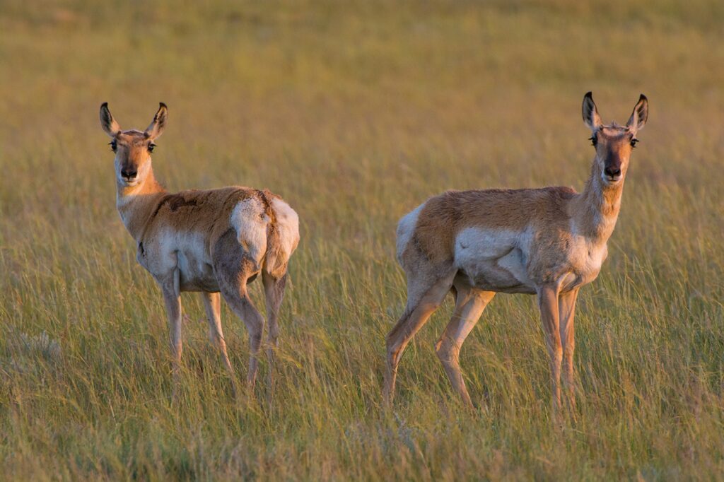 Two antelope looking toward the camera
