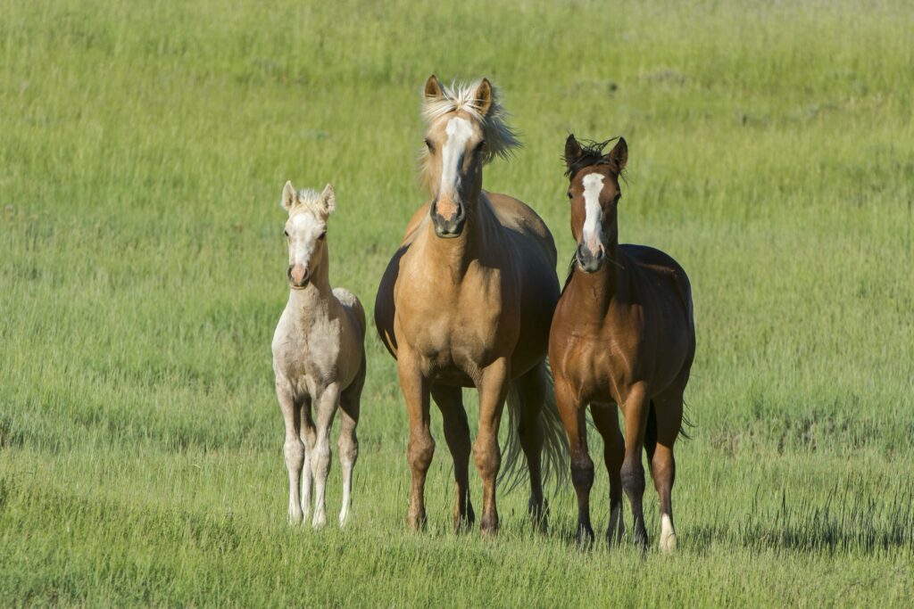 A family of 3 wild horses