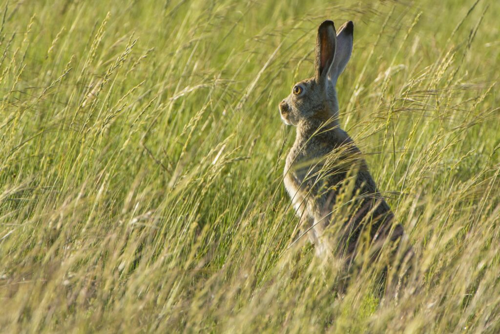 A rabbit peering over grass