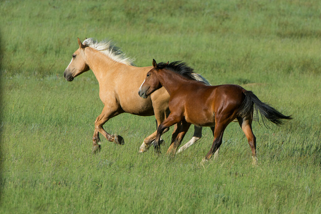 Two horses running together