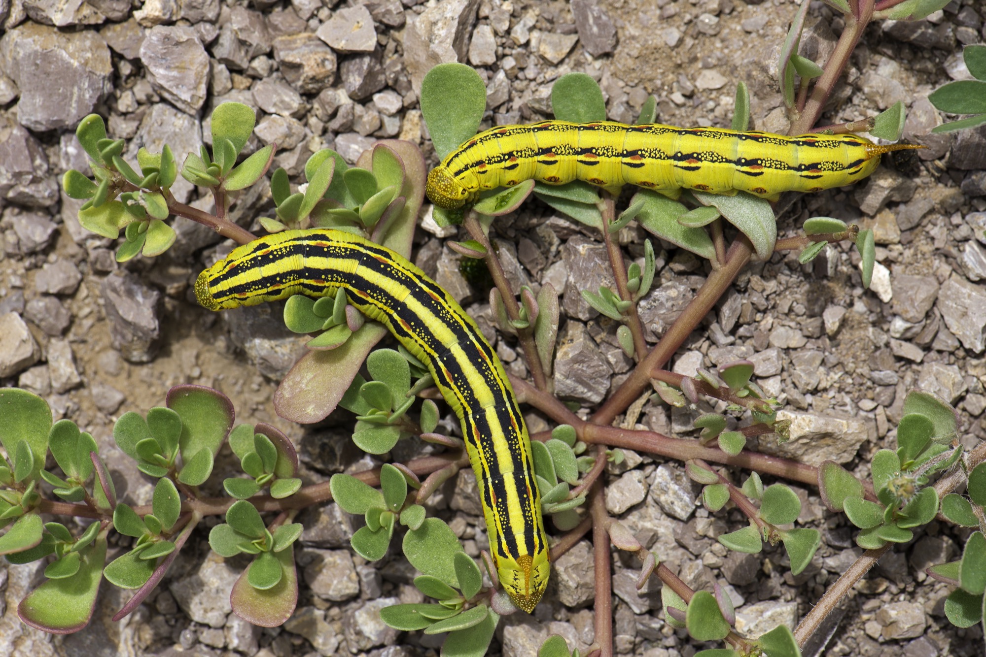 Two bright yellow caterpillars