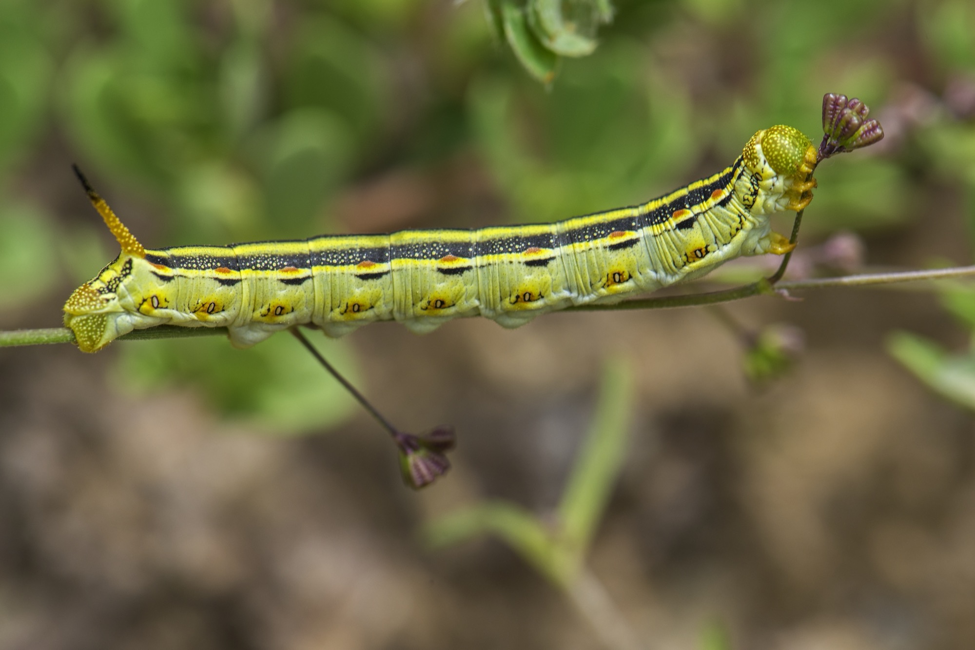 A caterpillar stretching