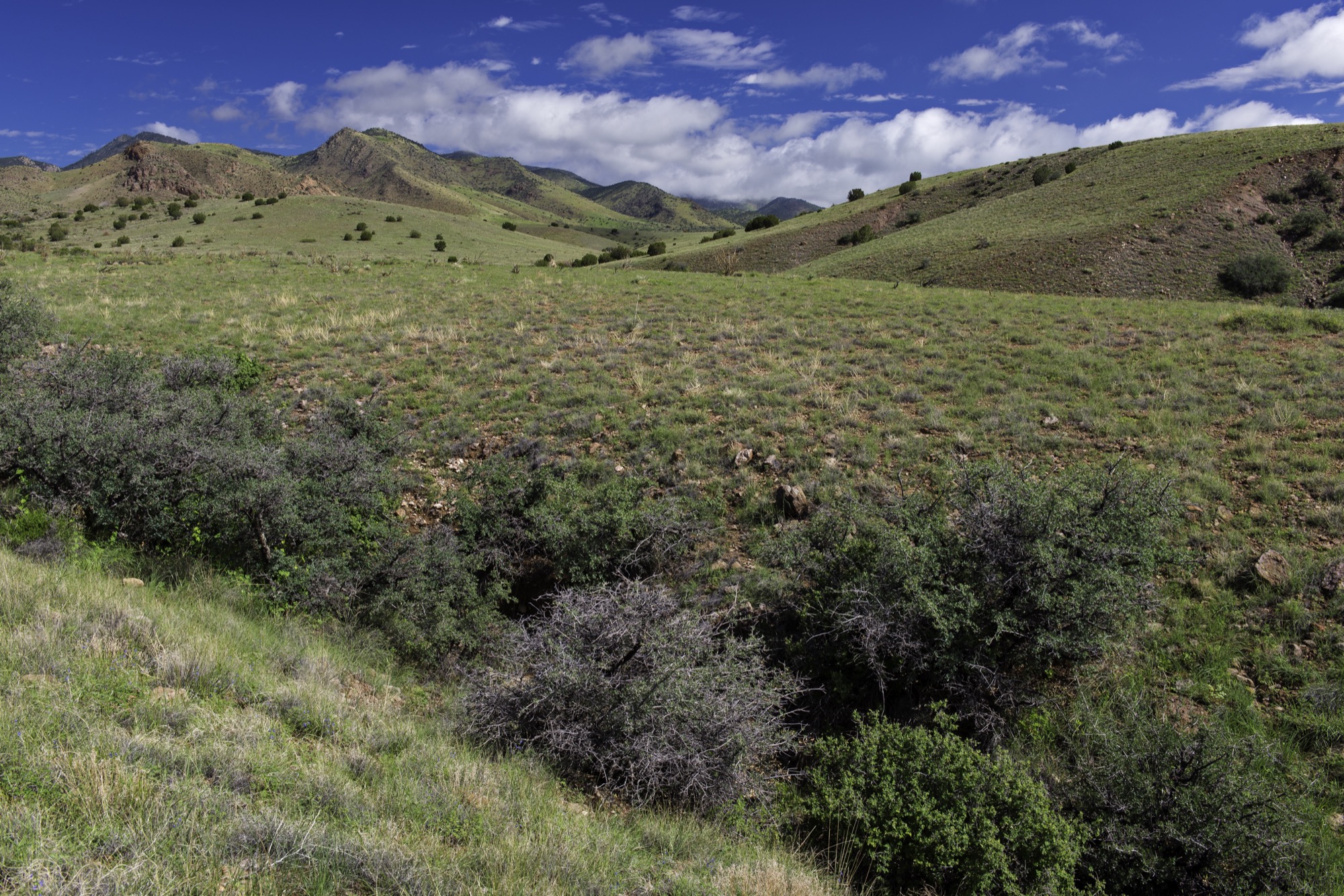 A hilly portion of the ranch