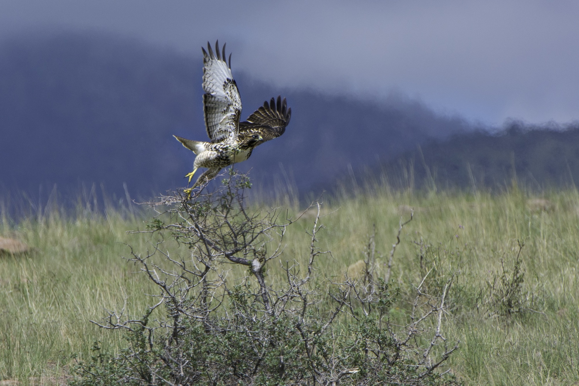 A hawk flying over tall grass