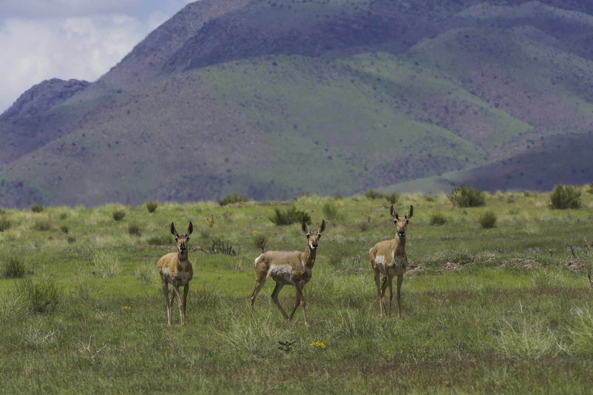 A group of three antelope