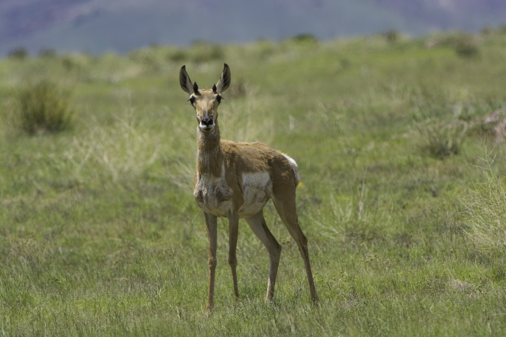An antlerless antelope in a field