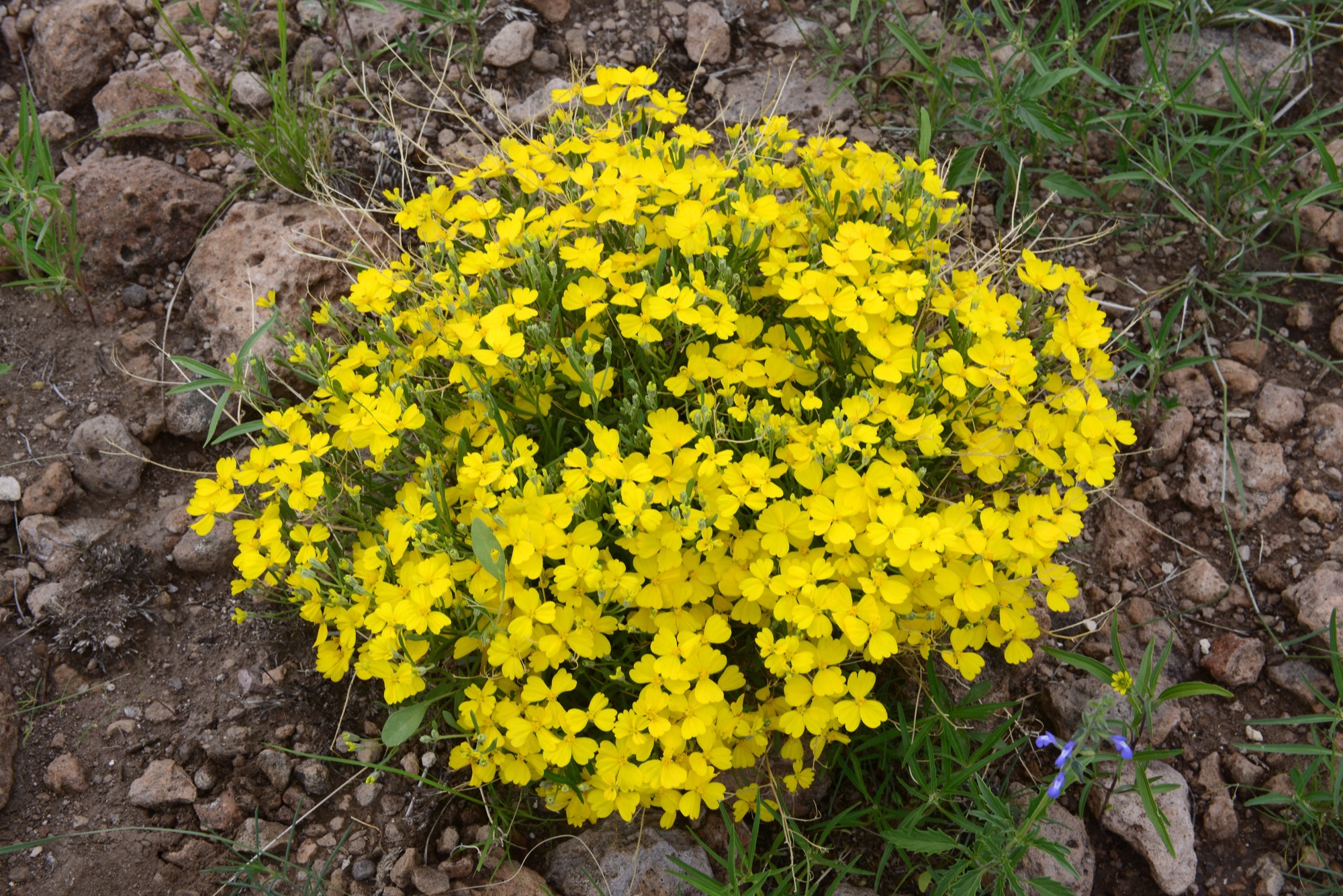 A yellow bunch of wild flowers