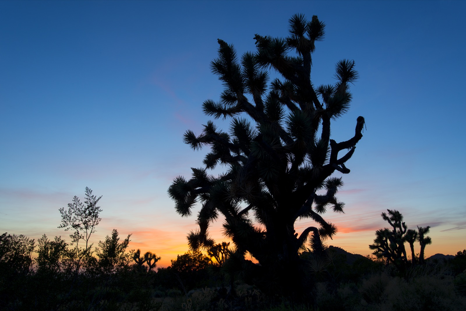 Stagecoach Trails Ranch featuring Joshua Tree backlit by the sunset