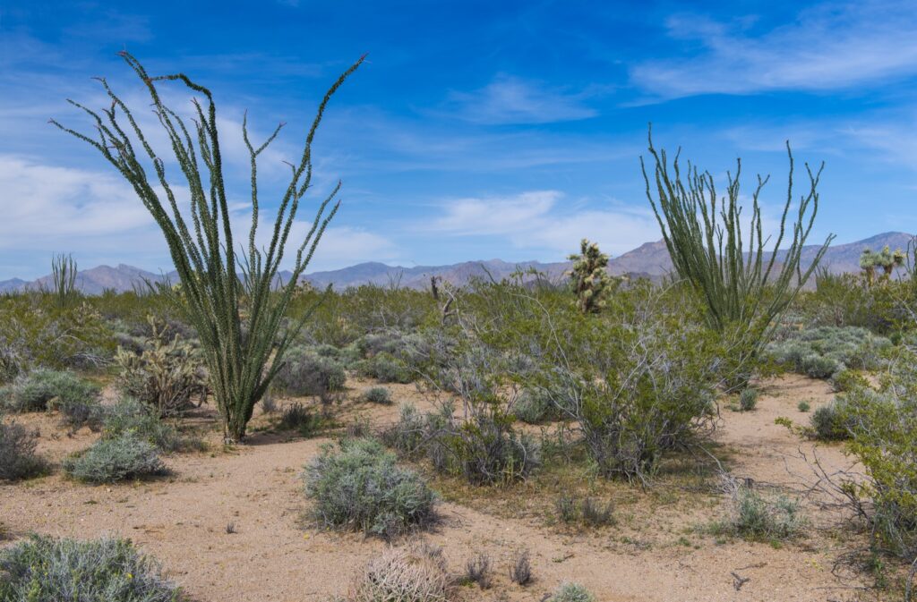 Large plants growing amongst shrubs