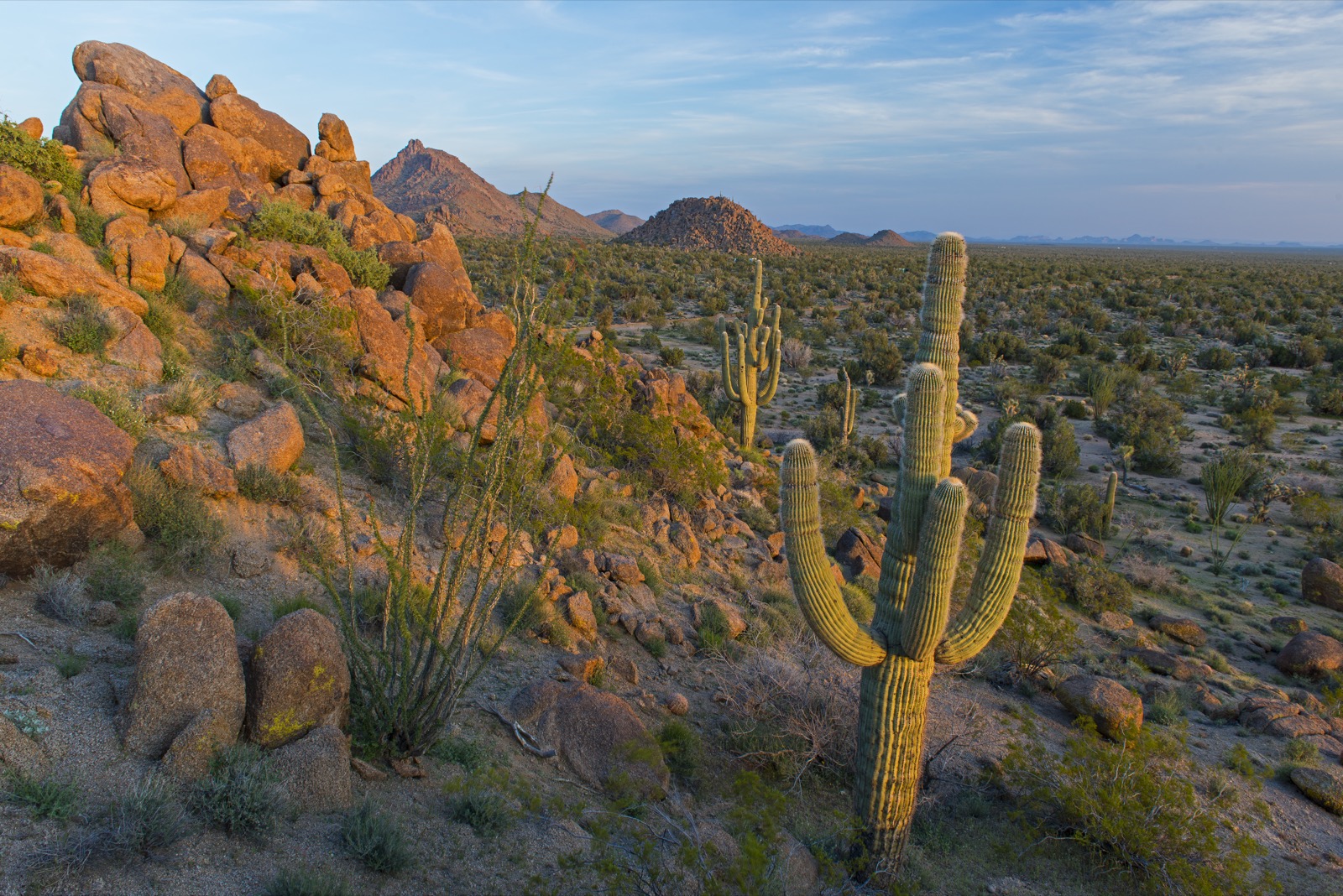 Cacti standing tall across an arid landscape