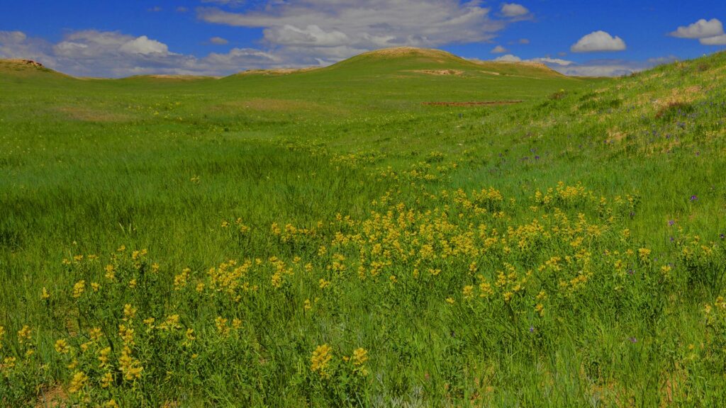 A green and grassy hill