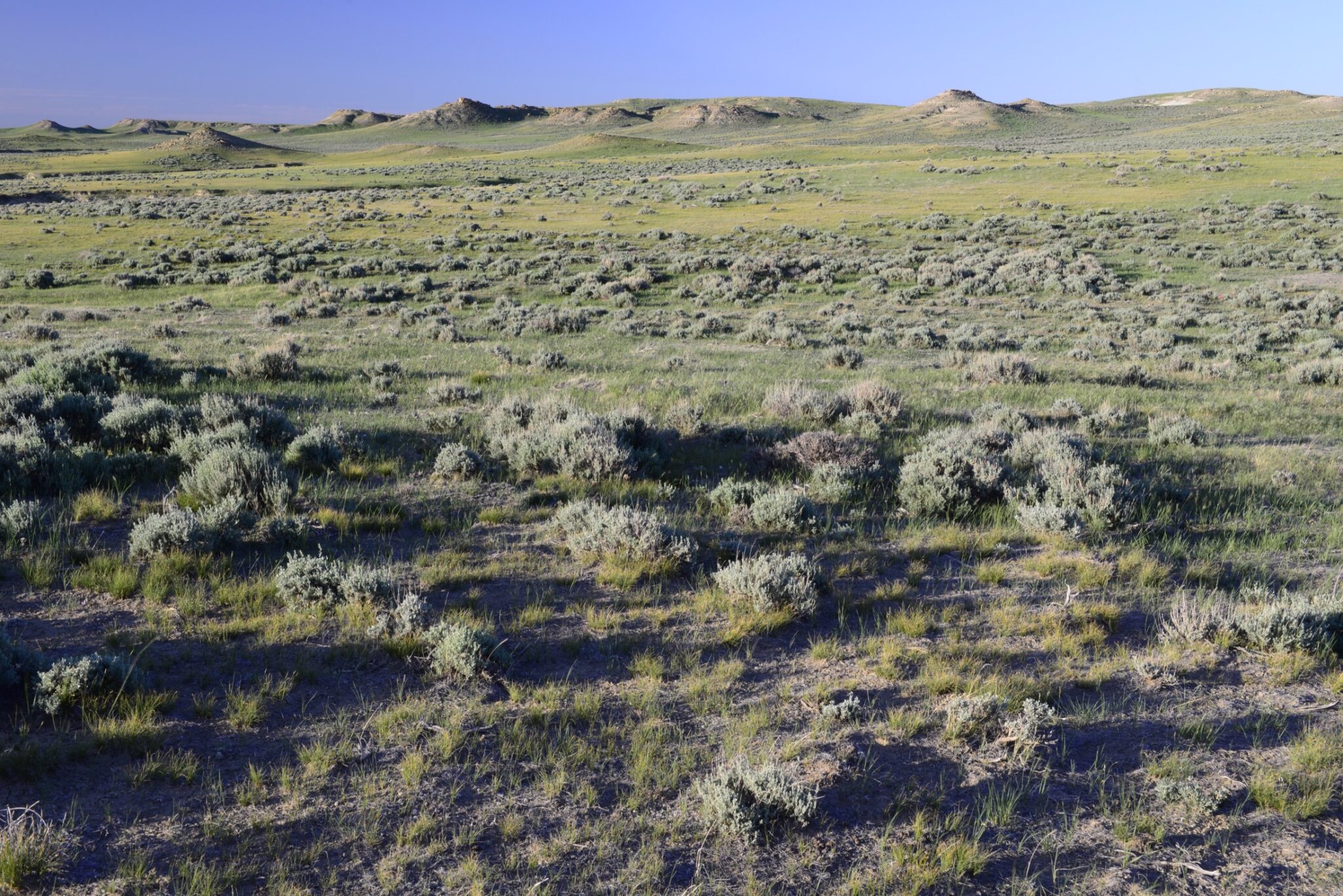 An open prairie with sparse grass