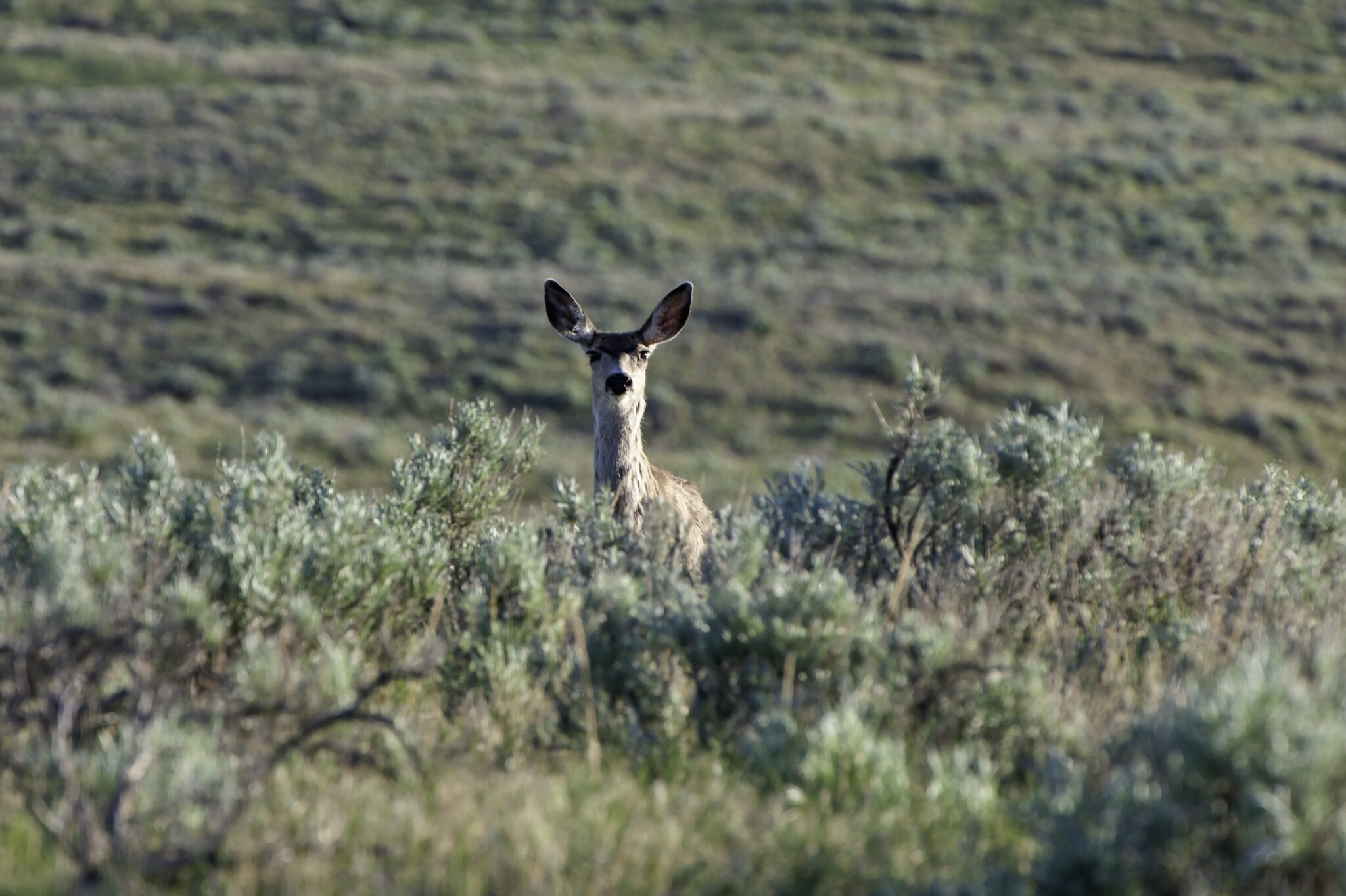 An antlerless deer looks at the camera