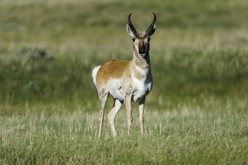 An antelope stares at the camera