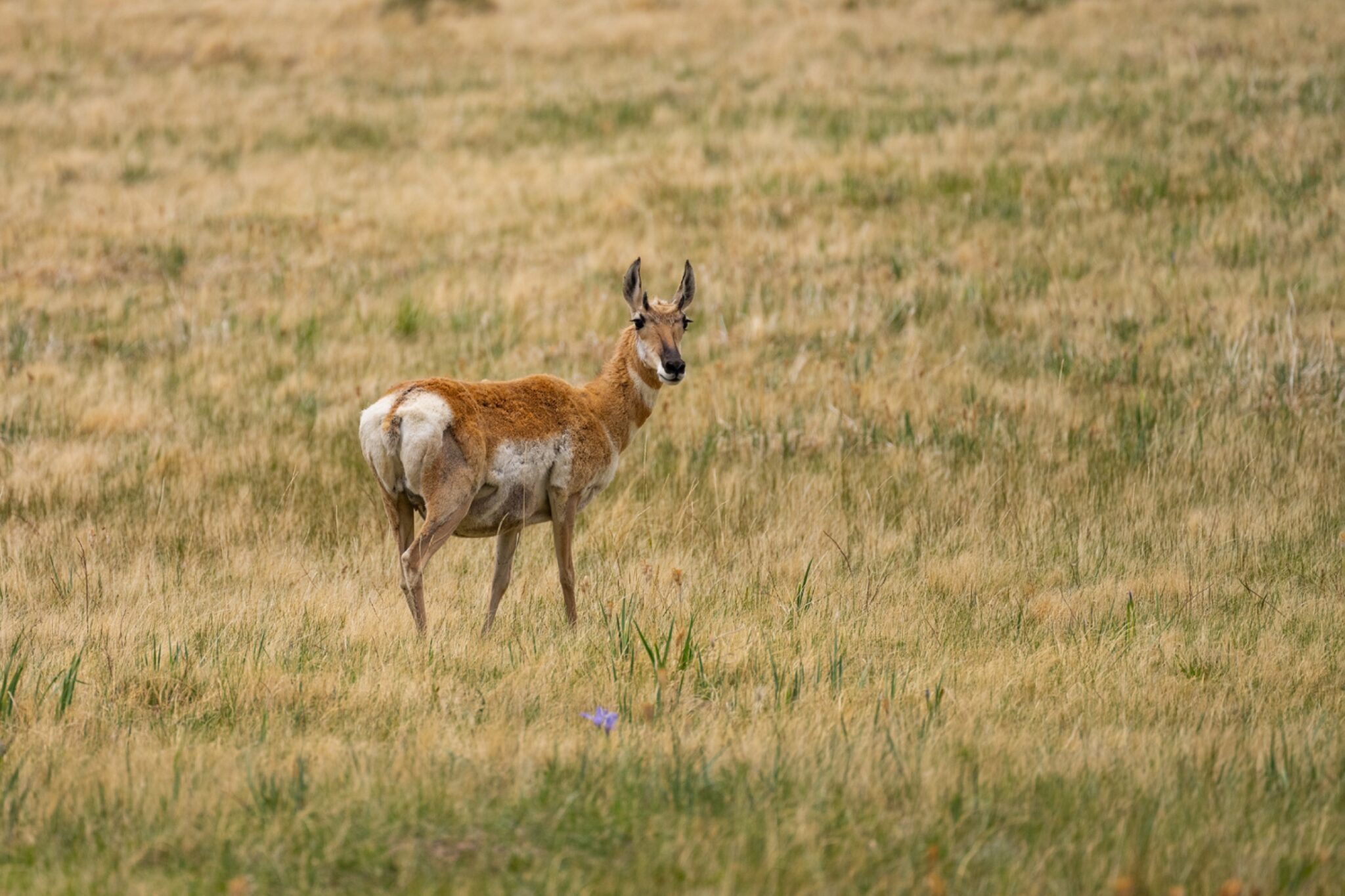 An antelope looking around