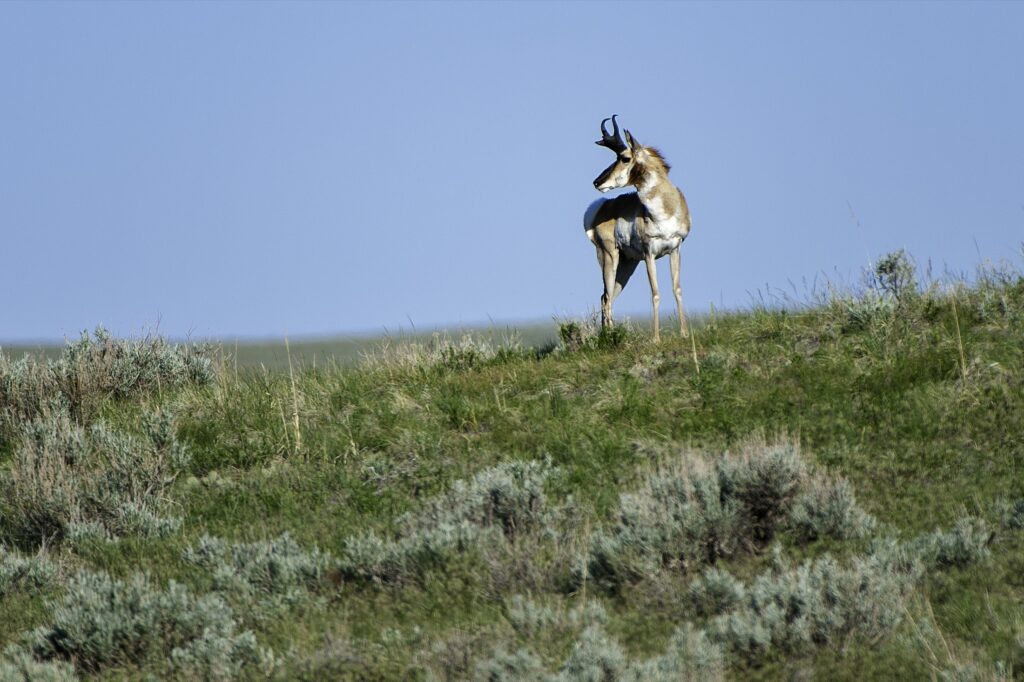 A pronghorn on the horizon