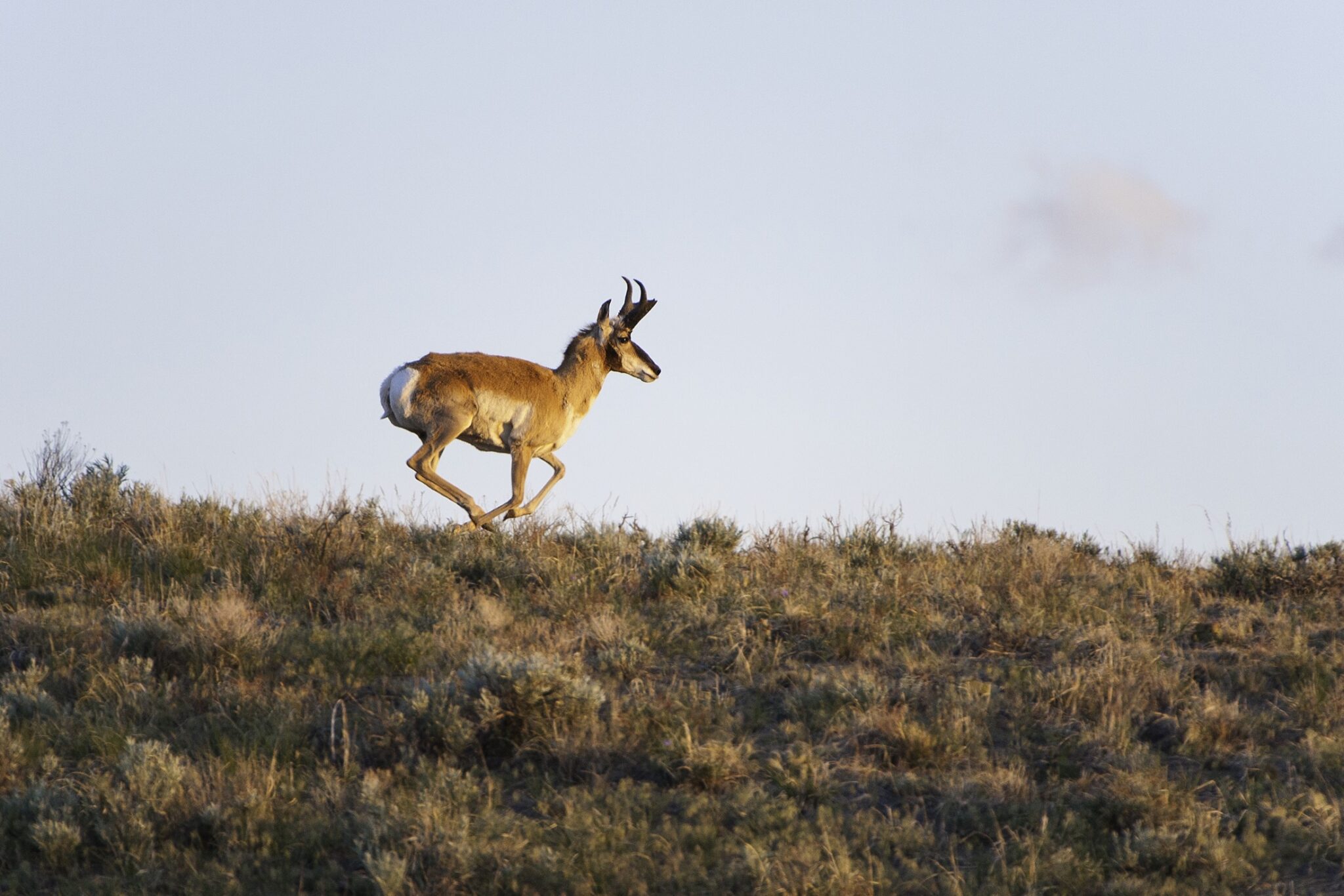 An antelope running across the top of a ridge