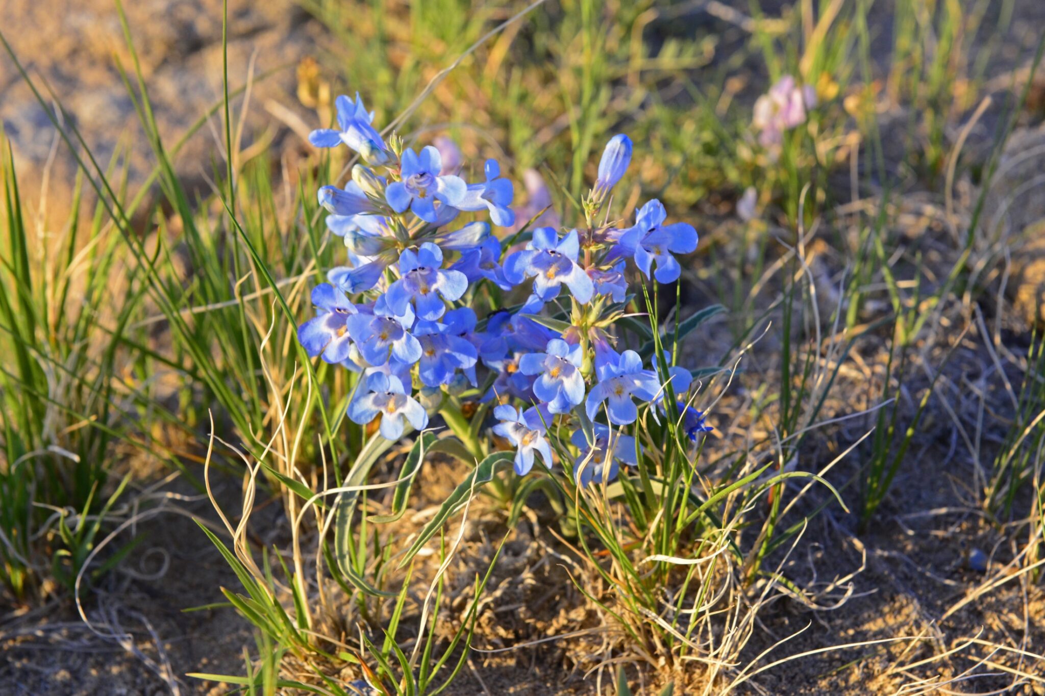 Blue flowers growing from grass