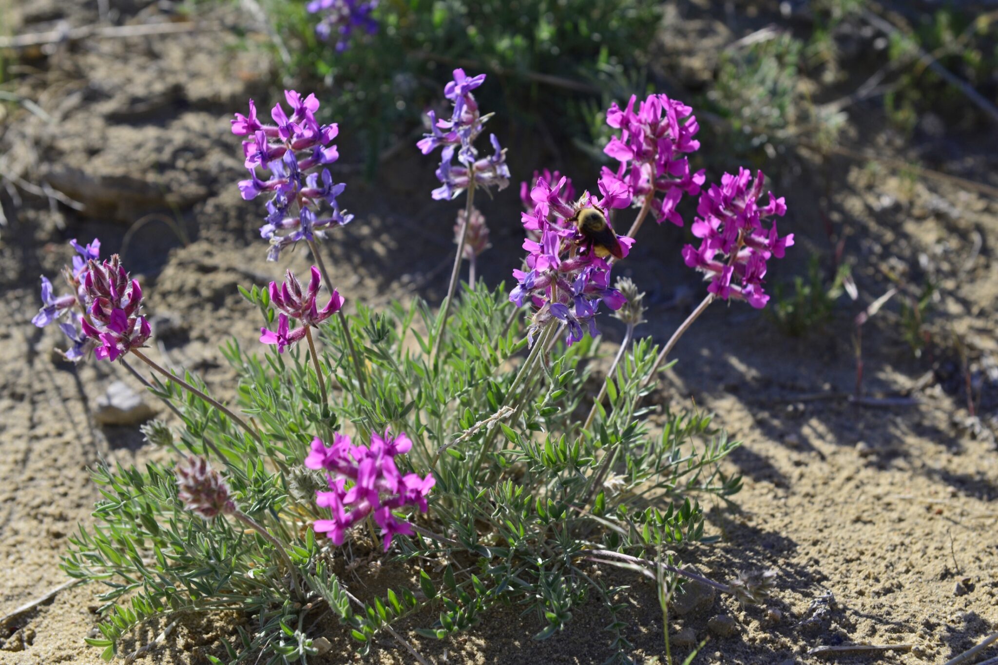 Purple flowers growing in sandy soil