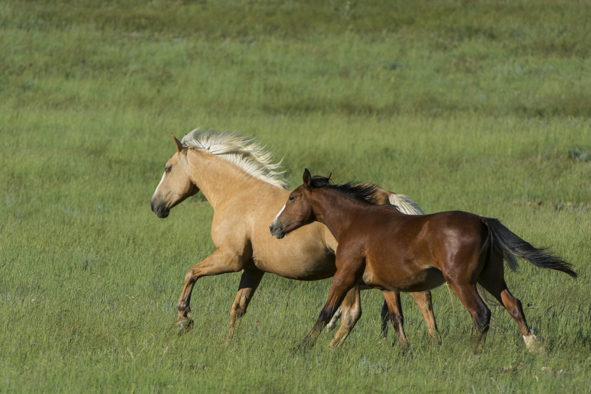 Two horses running together