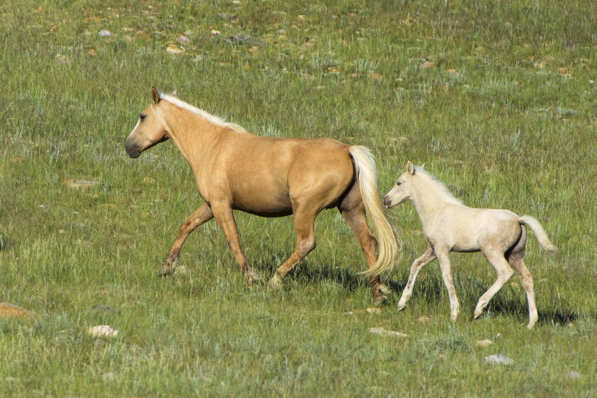 A foal with its mother running in a field