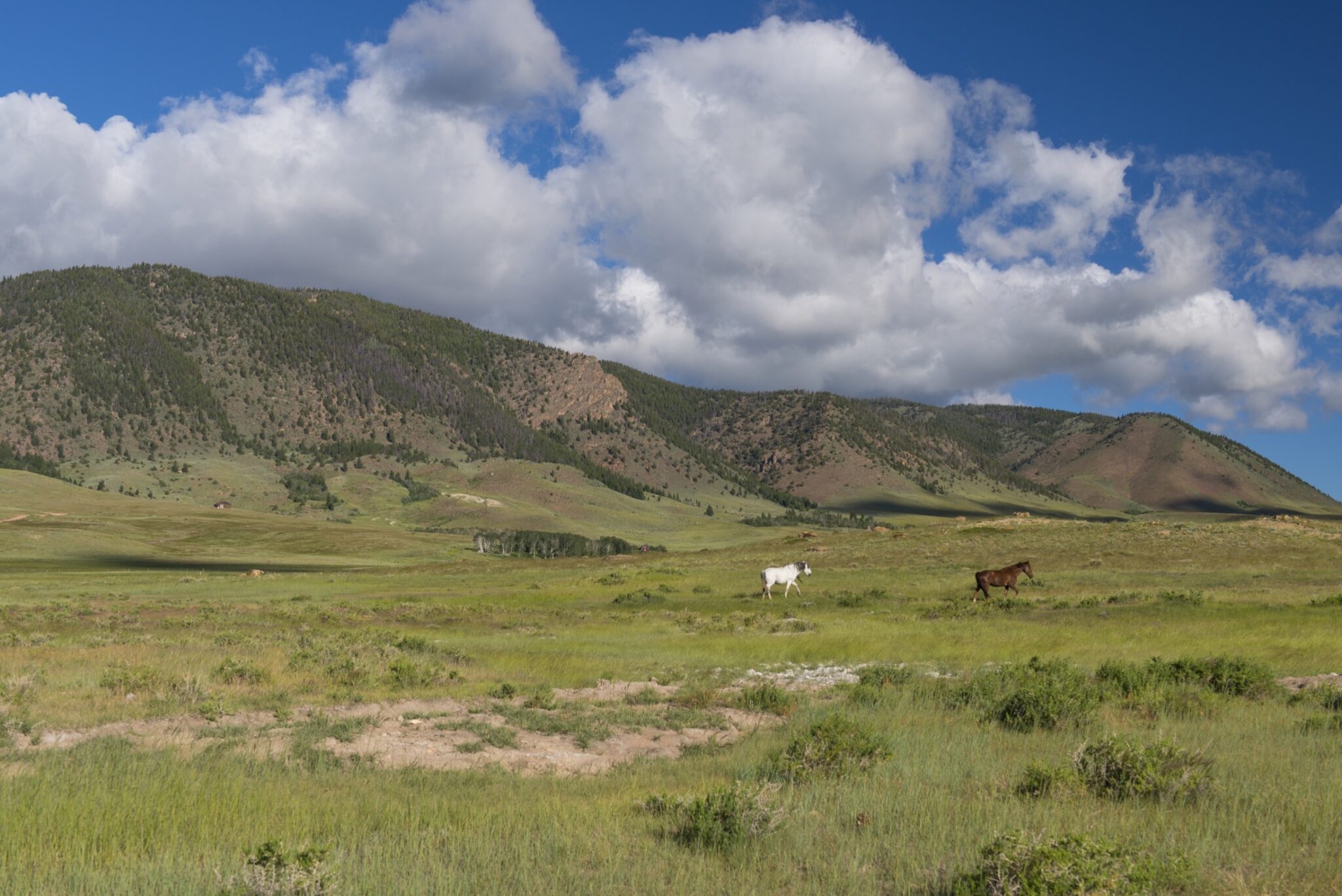 Two wild horses roaming plains in Wyoming