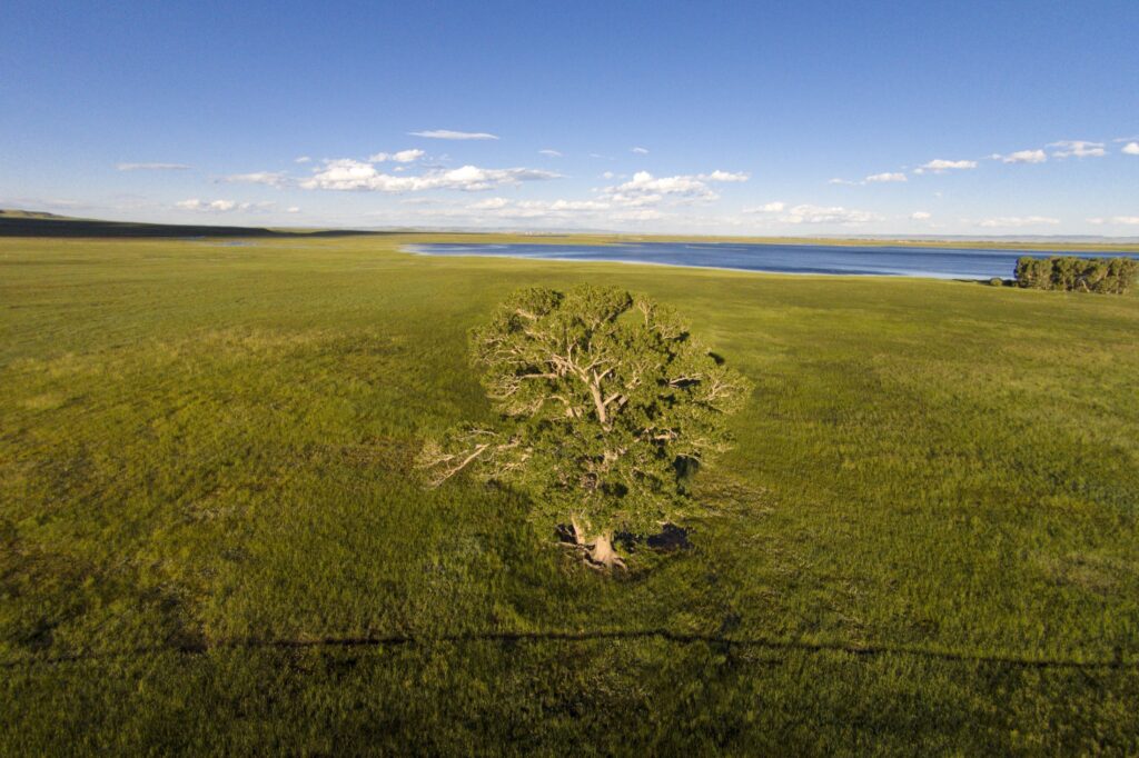 An aerial view of a tree standing before a lake