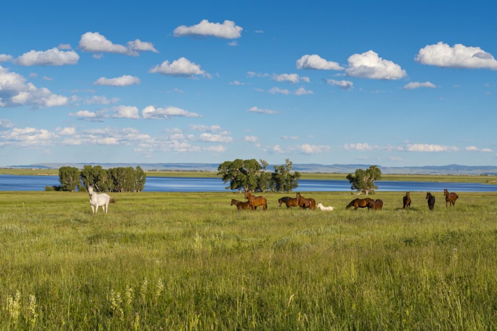 A group of wild horses near a lake