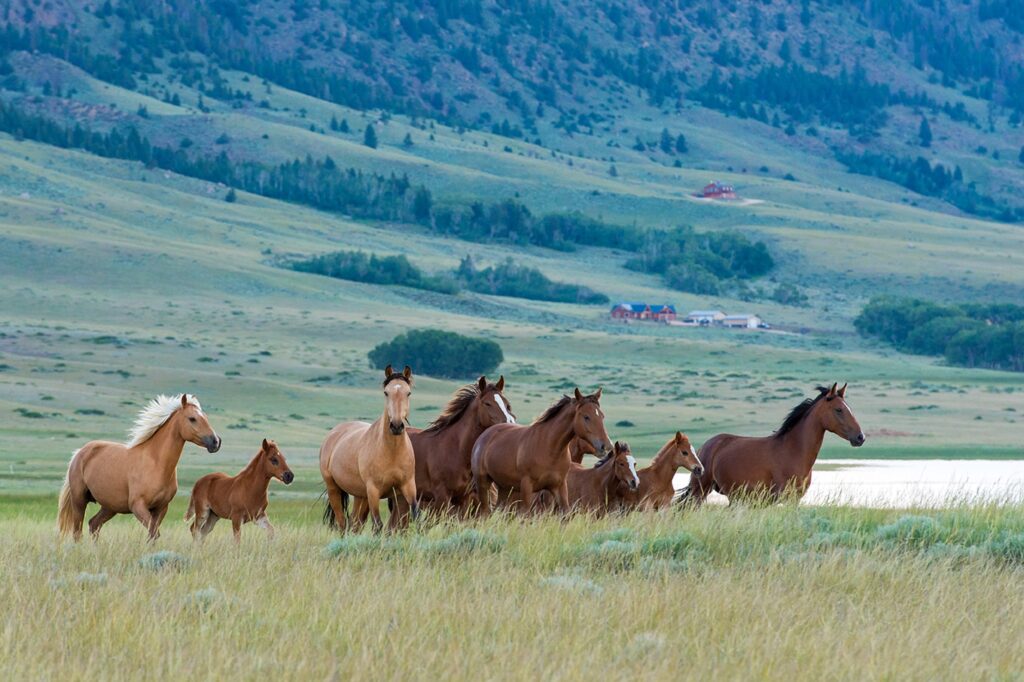 A herd of wild horses running together