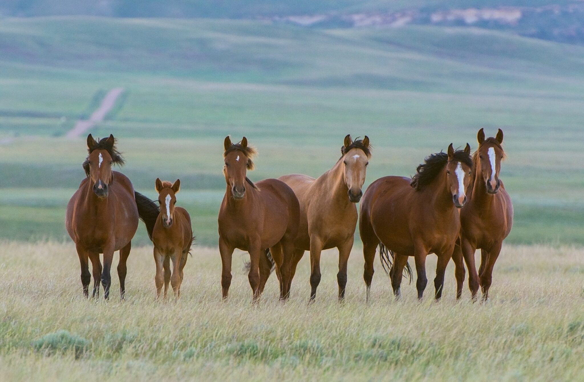 A group of wild horses in a field