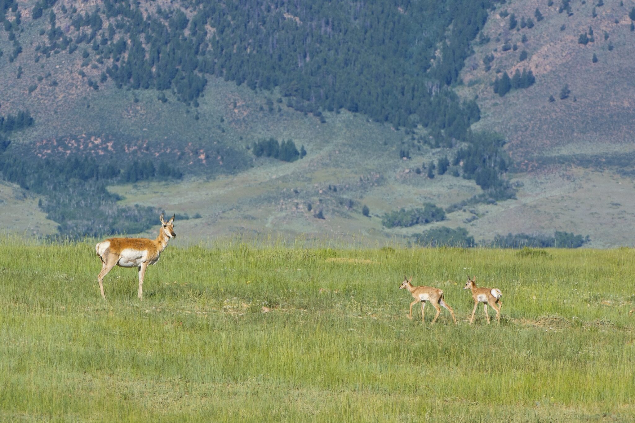 An antelope with its babies in front of a mountain