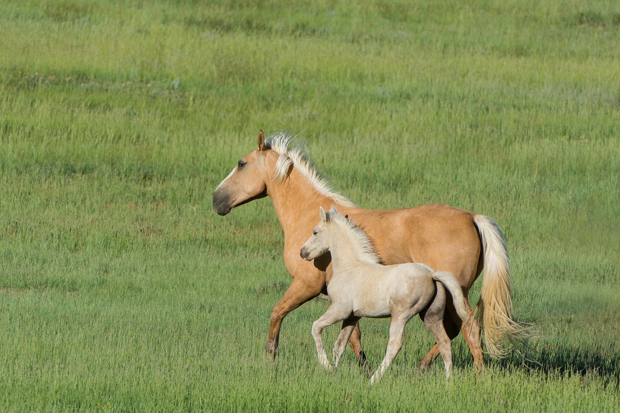 A foal with its mother running in a field