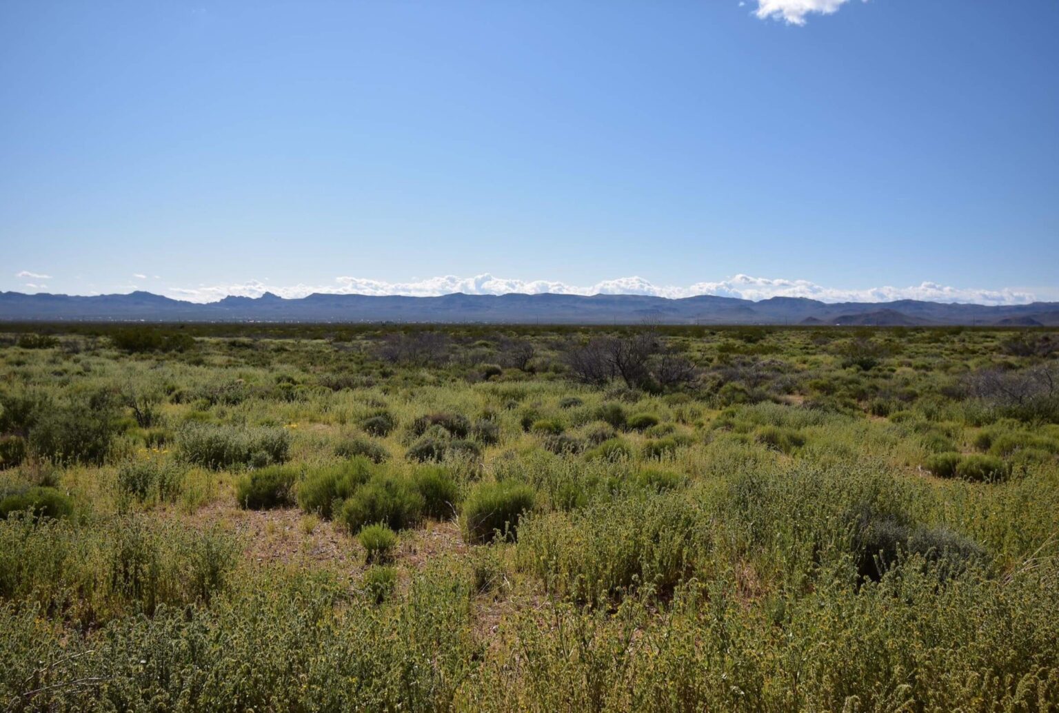 A field of green shrubs between mountains