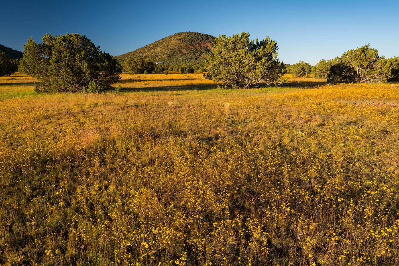 Spring Flower Ranch featuring a meadow of native grasses and bushes