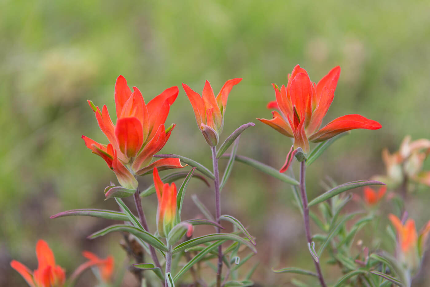 Close up of Red Indian Paintbrush Flowers on Kaibab High ranchland
